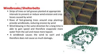 .
Windbreaks/Shelterbelts
 Strips of trees or tall grasses planted at appropriate
intervals to prevent or reduce wind erosion and crop
losses caused by wind.
 Rows of fast-growing trees around crop plantings
provide windbreaks, reducing erosion by wind
 Wind blowing in the same direction for a long time is
able to gain speed and therefore evaporate more
water from the soil and move more topsoil.
 A windbreak causes the wind to swirl and it
therefore does not cause as much damage.
 
