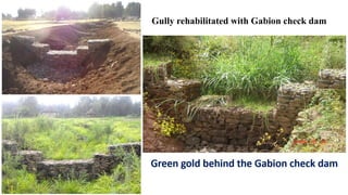 Green gold behind the Gabion check dam
Gully rehabilitated with Gabion check dam
 
