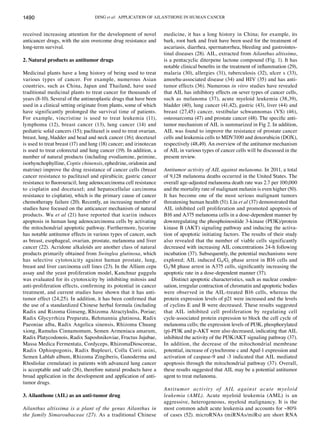 DING et al: APPLICATION OF AILANTHONE IN HUMAN CANCER
1490
received increasing attention for the development of novel
anticancer drugs, with the aim overcome drug resistance and
long‑term survival.
2. Natural products as antitumor drugs
Medicinal plants have a long history of being used to treat
various types of cancer. For example, numerous Asian
countries, such as China, Japan and Thailand, have used
traditional medicinal plants to treat cancer for thousands of
years (8‑10). Several of the antineoplastic drugs that have been
used in a clinical setting originate from plants, some of which
have significantly prolonged the survival time of patients.
For example, vincristine is used to treat leukemia (11),
lymphoma (12), breast cancer (13), lung cancer (14) and
pediatric solid cancers (15); paclitaxel is used to treat ovarian,
breast, lung, bladder and head and neck cancer (16); docetaxel
is used to treat breast (17) and lung (18) cancer; and irinotecan
is used to treat colorectal and lung cancer (19). In addition, a
number of natural products (including evodiamine, peimine,
isorhynchophylline, Coptis chinensis, ephedrine, oridonin and
matrine) improve the drug resistance of cancer cells (breast
cancer resistance to paclitaxel and epirubicin; gastric cancer
resistance to fluorouracil; lung adenocarcinoma cell resistance
to cisplatin and docetaxel; and hepatocellular carcinoma
resistance to cisplatin), which is the primary cause of cancer
chemotherapy failure (20). Recently, an increasing number of
studies have focused on the anticancer mechanism of natural
products. Wu et al (21) have reported that icariin induces
apoptosis in human lung adenocarcinoma cells by activating
the mitochondrial apoptotic pathway. Furthermore, lycorine
has notable antitumor effects in various types of cancer, such
as breast, esophageal, ovarian, prostate, melanoma and liver
cancer (22). Acridone alkaloids are another class of natural
products primarily obtained from Swinglea glutinosa, which
has selective cytotoxicity against human prostate, lung,
breast and liver carcinoma cell lines (23). In the Allium cepa
assay and the yeast proliferation model, Kanchnar guggulu
was evaluated for its cytotoxicity by inhibiting mitosis and
anti‑proliferation effects, confirming its potential in cancer
treatment, and current studies have shown that it has anti-
tumor effect (24,25). In addition, it has been confirmed that
the use of a standardized Chinese herbal formula (including
Radix and Rizoma Ginseng, Rhizoma Atractylodis, Poriae;
Radix Glycyrrhiza Preparata, Rehmannia glutinosa, Radix
Paeoniae alba, Radix Angelica sinensis, Rhizoma Chuang
xiong, Ramulus Cinnamomum, Semen Armeniaca amarum,
Radix Platycodonois, Radix Saposhnikoviae, Fructus Jujubae,
Massa Medica Fermentata, Cordyceps, RhizomaDioscoreae,
Radix Ophiopogonis, Radix Bupleuri, Colla Corii asini,
Semen Lablab album, Rhizoma Zingiberis, Ganoderma and
Rhodiolae crenulatae) in patients with advanced lung cancer
is acceptable and safe (26), therefore natural products have a
broad application in the development and application of anti-
tumor drugs.
3. Ailanthone (AIL) as an anti-tumor drug
Ailanthus altissima is a plant of the genus Ailanthus in
the family Simaroubaceae (27). As a traditional Chinese
medicine, it has a long history in China; for example, its
bark, root bark and fruit have been used for the treatment of
ascariasis, diarrhea, spermatorrhea, bleeding and gastrointes-
tinal diseases (28). AIL, extracted from Ailanthus altissima,
is a pentacyclic diterpene lactone compound (Fig. 1). It has
notable clinical benefits in the treatment of inflammation (29),
malaria (30), allergies (31), tuberculosis (32), ulcer s (33),
amoeba‑associated disease (34) and HIV (35) and has anti-
tumor effects (36). Numerous in vitro studies have revealed
that AIL has inhibitory effects on sever types of cancer cells,
such as melanoma (37), acute myeloid leukemia (38,39),
bladder (40), lung cancer (41,42), gastric (43), liver (44) and
breast (27,45) cancer, vestibular schwannomas (VS) (46),
osteosarcoma (47) and prostate cancer (48). The specific anti-
tumor mechanism of AIL is summarized in Fig 2. In addition,
AIL was found to improve the resistance of prostate cancer
cells and leukemia cells to MDV3100 and doxorubicin (DOX),
respectively (48,49). An overview of the antitumor mechanism
of AIL in various types of cancer cells will be discussed in the
present review.
Antitumor activity of AIL against melanoma. In 2011, a total
of 9,128 melanoma deaths occurred in the United States. The
overall age‑adjusted melanoma death rate was 2.7 per 100,000
and the mortality rate of malignant melanin is even higher (50).
It has become one of the most serious malignant tumors
threatening human health (51). Liu et al (37) demonstrated that
AIL inhibited cell proliferation and promoted apoptosis of
B16 and A375 melanoma cells in a dose‑dependent manner by
downregulating the phosphoinositide 3‑kinase (PI3K)/protein
kinase B (AKT) signaling pathway and inducing the activa-
tion of apoptotic initiating factors. The results of their study
also revealed that the number of viable cells significantly
decreased with increasing AIL concentrations 24-h following
incubation (37). Subsequently, the potential mechanisms were
explored; AIL induced G0/G1 phase arrest in B16 cells and
G2/M phase arrest in A375 cells, significantly increasing the
apoptotic rate in a dose‑dependent manner (37).
Distinct apoptotic characteristics, such as nuclear conden-
sation, irregular contraction of chromatin and apoptotic bodies
were observed in the AIL‑treated B16 cells, whereas the
protein expression levels of p21 were increased and the levels
of cyclins E and B were decreased. These results suggested
that AIL inhibited cell proliferation by regulating cell
cycle‑associated protein expression to block the cell cycle of
melanoma cells; the expression levels of PI3K, phosphorylated
(p)‑PI3K and p‑AKT were also decreased, indicating that AIL
inhibited the activity of the PI3K/AKT signaling pathway (37).
In addition, the decrease of the mitochondrial membrane
potential, increase of cytochrome c and Apaf‑1 expression and
activation of caspase‑9 and ‑3 indicated that AIL mediated
apoptosis through the mitochondrial pathway (37). Overall,
these results suggested that AIL may be a potential antitumor
agent to treat melanoma.
Antitumor activity of AIL against acute myeloid
leukemia (AML). Acute myeloid leukemia (AML) is an
aggressive, heterogeneous, myeloid malignancy. It is the
most common adult acute leukemia and accounts for ~80%
of cases (52). microRNAs (miRNAs/miRs) are short RNA
 