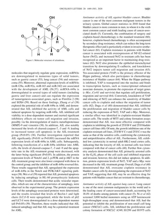 ONCOLOGY LETTERS 20: 1489-1503, 2020 1491
molecules that negatively regulate gene expression; miRNAs
are downregulated in numerous types of solid tumors,
such as gastric cancer (53), lung cancer (54) and osteosar-
coma (55). Moreover, abnormal expression levels of miRNAs
(miR‑128a, miR‑92a, miR‑143 and miR‑342) are associated
with the development of AML (56,57). miRNA‑449a is
downregulated in several types of solid tumors (including
gastric and liver cancer) and can regulate the expression
of tumorigenesis‑associated genes, such as Flotillin 2 (58)
and SOX4 (59). Based on these findings, Zhang et al (38)
explored the potential role of miR‑449a in AML and demon-
strated that AIL inhibited the activity of AML cells and
induced apoptosis by targeting miR‑449a. AIL inhibited cell
viability in a dose‑dependent manner and exerted significant
inhibitory effects on tumor cell migration and invasion,
possibly via the downregulation of matrix metalloproteinase
(MMP)‑9 and vimentin (38). In addition, AIL also notably
increased the levels of cleaved‑caspase‑7, ‑3 and ‑9, leading
to increased tumor cell apoptosis in the AIL‑treatment
group (P<0.05) (38). Further investigation reported that
AIL significantly (P<0.01 or P<0.001) increased the mRNA
expression levels of miR‑449a in AML cells. Subsequently,
following transfection of a miR‑449a inhibitor into AML
cells, the levels of cleaved‑caspase‑7, ‑3 and ‑9 and the apop-
totic rate in the AIL‑treatment group were decreased, with
the latter being significant (P<0.05). In addition, the protein
expression levels of Notch1 and 2, p‑PI3K and p‑AKT in the
AIL‑treatment group were also lower compared with those in
the control group, and the inhibitor of miR‑449a reversed this.
These results suggested that AIL upregulated the expression
of miR‑449a in the Notch and PI3K/AKT signaling path-
ways (38). Wei et al (39) reported that AIL promoted apoptosis
by inducing autophagy in HL‑60 promyelocytic leukemia
cells. Their results demonstrated that acidic vesicular organ-
elles, which are one of the characteristics of autophagy, were
observed in the experimental group. The protein expression
levels of the autophagy‑associated proteins were determined,
and the results revealed that levels of Beclin‑1 and light
chain (LC)3‑II were upregulated, while the levels of p62
and LC3‑I were downregulated in a dose‑dependent manner
(all P<0.05) (39). Therefore, these results indicated that AIL
induced autophagy and that AIL may be a potential treatment
for AML.
Antitumor activity of AIL against bladder cancer. Bladder
cancer is one of the most common malignant tumors in the
urinary system. Global cancer statistics in 2018 found that
bladder cancer is more common in men, in whom it is the sixth
most common cancer and ninth leading cause of cancer‑asso-
ciated death (5). Currently, the combination of surgery and
cisplatin‑based chemotherapy is the standard treatment (60);
however, cisplatin‑based chemotherapy is often accompanied
by secondary drug resistance, which can reduce the long‑term
therapeutic effect and is particularly evident in invasive urothe-
lial cancer (61). Cisplatin resistance in patients with bladder
cancer is associated with overexpression of NF‑E2‑related
factor (Nrf2), and increased Nrf2 in resistant cells has been
recognized as an important factor in maintaining drug resis-
tance (62). Nrf2 also promotes the epithelial‑mesenchymal
transition by downregulating E‑cadherin, and knockdown
of Nrf2 impairs tumor cell migration and invasion (63).
Yes‑associated protein (YAP) is the primary effector of the
Hippo pathway, which also participates in chemotherapy
resistance of bladder cancer (64). When the Hippo pathway
is inhibited, YAP is transported into the nucleus and binds
to transcription factors, such as transcriptional enhanced
associate domains, to promote the expression of target genes
(c‑Myc, Cyr61 and survivin) that regulate cell proliferation,
migration and survival (64). Conversely, knockdown of YAP
and silencing of Nrf2 can enhance the sensitivity of bladder
cancer cells to cisplatin and reduce the migration of tumor
cells (62). Daga et al (40) demonstrated that AIL inhibited
the proliferation and migration of bladder cancer cells by
reducing the expression of Nrf2, YAP and c‑Myc. Moreover,
a similar effect was identified in cisplatin‑resistant bladder
cancer cells. The results of MTT and colony formation assays
demonstrated that AIL was more effective compared with
cisplatin in inhibiting the growth of 253J B‑V and 253J bladder
cancer cell lines (40). Of note, the growth inhibition rate of the
cisplatin‑resistant cell lines, 253J B‑V C‑r and 253J C‑r was the
same as that of the sensitive cells, confirming the cytotoxicity
and antiproliferative effect of AIL. Furthermore, AIL exhib-
ited low cytotoxicity in normal adult HK‑2 renal cortex cells,
indicating that the toxicity of AIL to normal cells was lower
compared with that of cancer cells (40). Further flow cytom-
etry analysis demonstrated that AIL primarily arrested cells
in the G0/G1 phase of the cell cycle and inhibited migration
and invasion; however, this did not induce apoptosis. In addi-
tion, protein expression levels of Nrf2, YAP and c‑Myc were
decreased in the AIL‑treatment group. Overall, Daga et al (40)
demonstrated that AIL overcame cisplatin resistance in
bladder cancer cells by downregulating the expression of Nrf2
and YAP, suggesting that AIL may be an effective drug for
patients with bladder cancer that are resistant to chemotherapy.
Antitumor activity of AIL against lung cancer. Lung cancer
is one of the most common malignancies in the world and is
the leading cause of cancer‑associated death, accounting for
18.4% of deaths among patients with cancer (5). Ni et al (42)
screened 3,000 herbal monomers using an ATP luminescent
high‑throughput assay and demonstrated that AIL had the
potential to inhibit the proliferation of non‑small cell lung
cancer (NSCLC) cells. AIL inhibited the proliferation and
colony formation of NSCLC A549, H1299 and H1975 cells
Figure 1. Molecular structure of ailanthone.
 