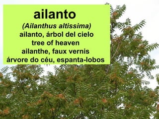 ailanto
(Ailanthus altissima)
ailanto, árbol del cielo
tree of heaven
ailanthe, faux vernis
árvore do céu, espanta-lobos
 