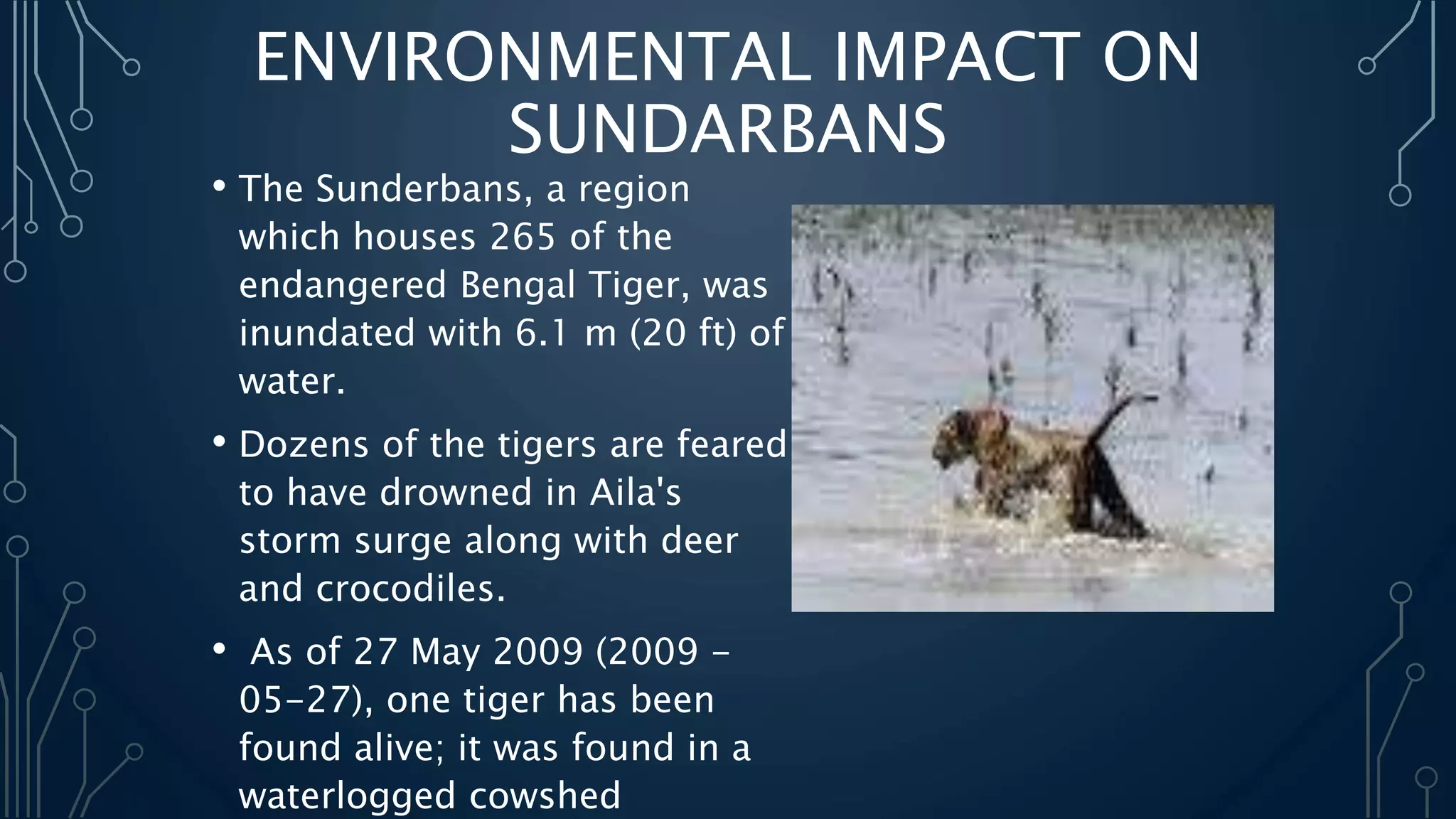 ENVIRONMENTAL IMPACT ON
SUNDARBANS
• The Sunderbans, a region
which houses 265 of the
endangered Bengal Tiger, was
inundated with 6.1 m (20 ft) of
water.
• Dozens of the tigers are feared
to have drowned in Aila's
storm surge along with deer
and crocodiles.
• As of 27 May 2009 (2009 -
05-27), one tiger has been
found alive; it was found in a
waterlogged cowshed
 