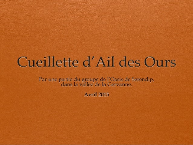 Cueillette D Ail Des Ours Par L Oasis De Serendip Avril 2015