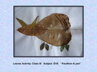 Leaves Activity: Class III  Subject  EVS  ‘ Paudhon ki pari’  