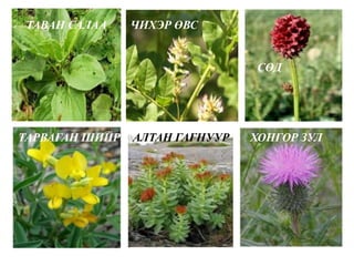 ТАВАН САЛАА ЧИХЭР ӨВС
СӨД
ТАРВАГАН ШИЙР АЛТАН ГАГНУУР ХОНГОР ЗУЛ
 