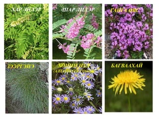 ХАР ЛИДЭР ШАР ЛИДЭР ГАНГА ӨВС
ЗЭЭРГЭНЭ ХОНИН НҮД
/АЛТАЙН СОГСООЛЖ/
БАГВААХАЙ
 