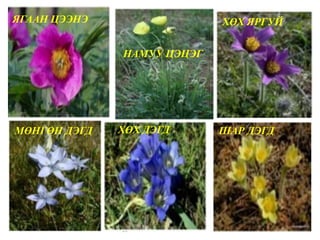 ЯГААН ЦЭЭНЭ
НАМУУ ЦЭЦЭГ
ХӨХ ЯРГУЙ
МӨНГӨН ДЭГД ХӨХ ДЭГД ШАР ДЭГД
 