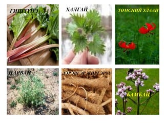 ГИШҮҮНЭ ХАЛГАЙ ТӨМСНИЙ УЛААН
ЦАРВАН ДЭРЭВГЭР ЖИРГЭРҮҮ
БАМБАЙ
 