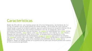 Características 
Miden de 30 a 60 cm. Los machos pesan de 4,5 a 6,2 kilogramos, las hembras de 3 a 
4,5 kg. El panda rojo es especialista en comer bambú, con el pelo de color marrón 
rojizo largo y suave en la parte superior, que se vuelve oscuro en la parte inferior. En el 
rostro tiene manchas de color blanco similares a las de un mapache, pero cada 
individuo tiene diferentes marcas faciales. Su cabeza es redondeada con orejas rectas 
de mediano tamaño, nariz negra, y los ojos muy oscuros, casi negros. Su cola, larga y 
felpuda con seis anillos de color ocre o rojo, le proporciona un equilibrio y una 
excelente habilidad sobre los resbaladizos musgos y líquenes que cubren los árboles. 
Las patasson cortas y de color negro. También tiene garras retráctiles y, como el panda 
gigante, un "falso pulgar", que es en realidad una extensión de los huesos de la 
muñeca. Posee un pelaje grueso en la planta de los pies que ofrecen protección contra 
el frío y oculta los genitales. 
 