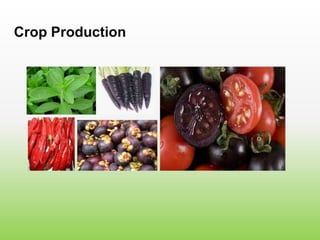 Crop Production
 