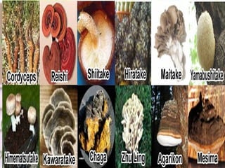 22,000 phytonutrients
29 Vitamins and Minerals/T.M.
12 Whole Fruit Juice Blend
12 Whole Vegetable Juice Blend
18 Amino Acids
14 Green Foods/Spirulina Blend
12 Mushrooms
12 Digestive Enzymes
12 Specialty Nutrients
10 Essential Fatty Acids
5 Anti-aging Antioxidant enhancers
4 Longevity Polyphenols/Mega-
Resveratrol Blend
100 % Excipient Free (V-Caps)
Syner-tech, Phyto-Alkatech, & Nanotech
 