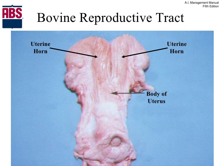 Ai manual chapter 02