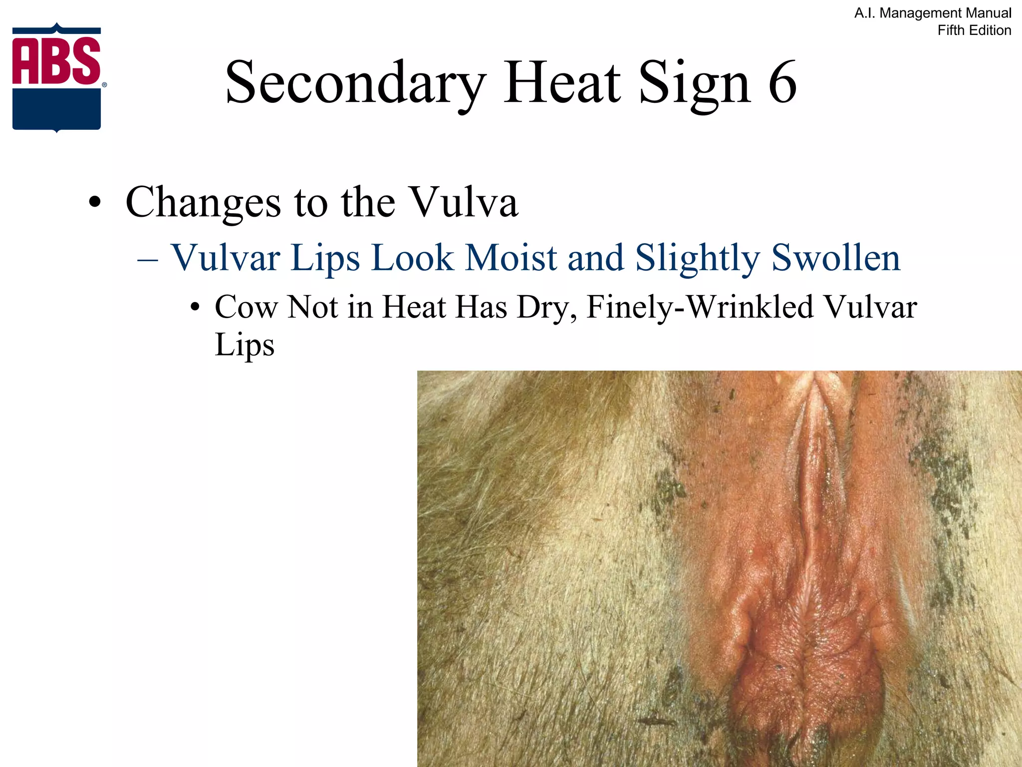 Secondary Heat Sign 6 Changes to the Vulva Vulvar Lips Look Moist and Slightly Swollen   Cow Not in Heat Has Dry, Finely-Wrinkled Vulvar Lips 