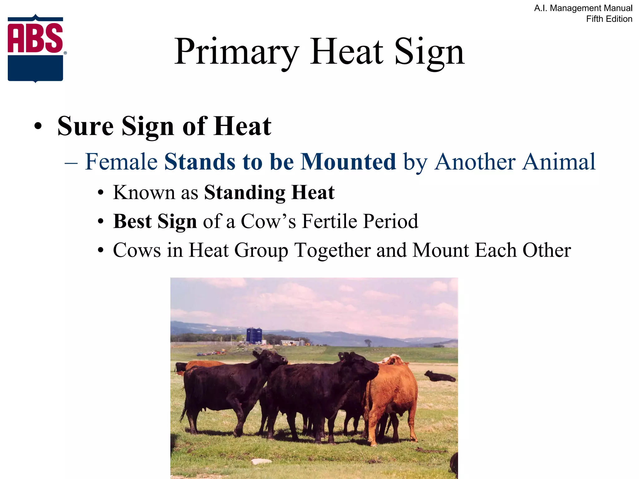 Primary Heat Sign Sure Sign of Heat Female  Stands to be Mounted  by Another Animal Known as  Standing Heat Best Sign  of a Cow’s Fertile Period Cows in Heat Group Together and Mount Each Other 