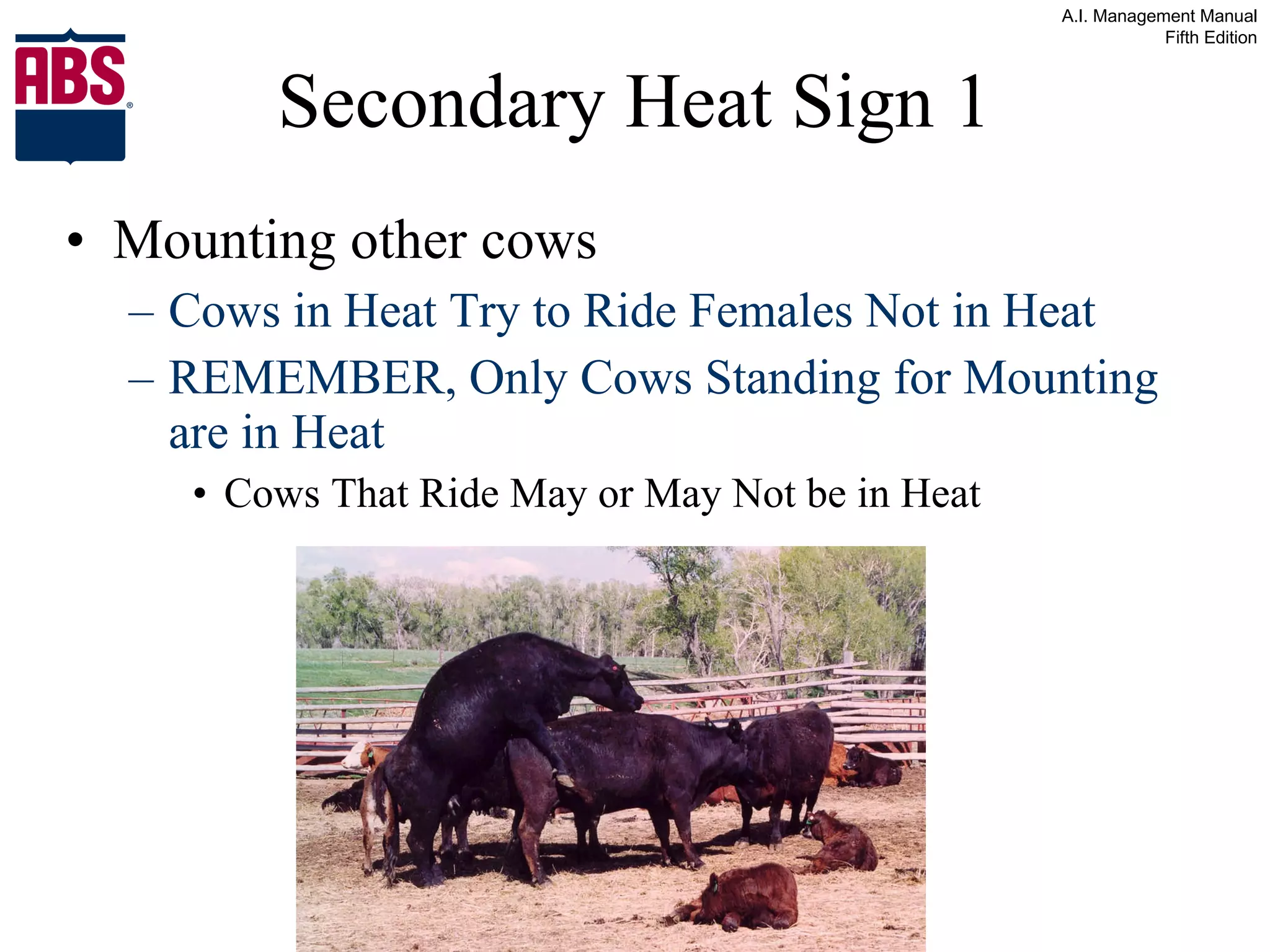 Secondary Heat Sign 1 Mounting other cows Cows in Heat Try to Ride Females Not in Heat REMEMBER, Only Cows Standing for Mounting are in Heat Cows That Ride May or May Not be in Heat 