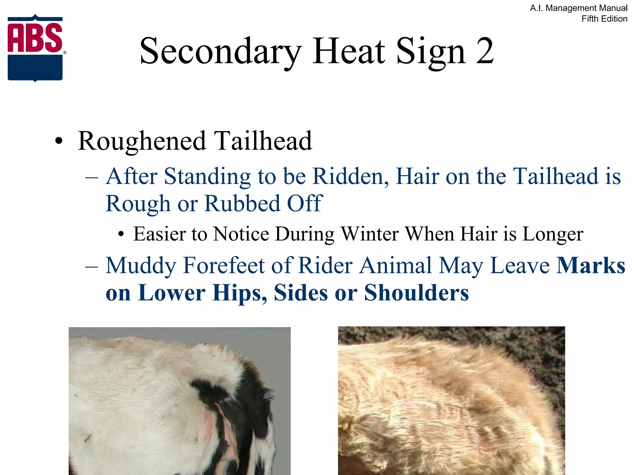 Secondary Heat Sign 2 Roughened Tailhead After Standing to be Ridden, Hair on the Tailhead is Rough or Rubbed Off Easier to Notice During Winter When Hair is Longer Muddy Forefeet of Rider Animal May Leave  Marks on Lower Hips, Sides or Shoulders 