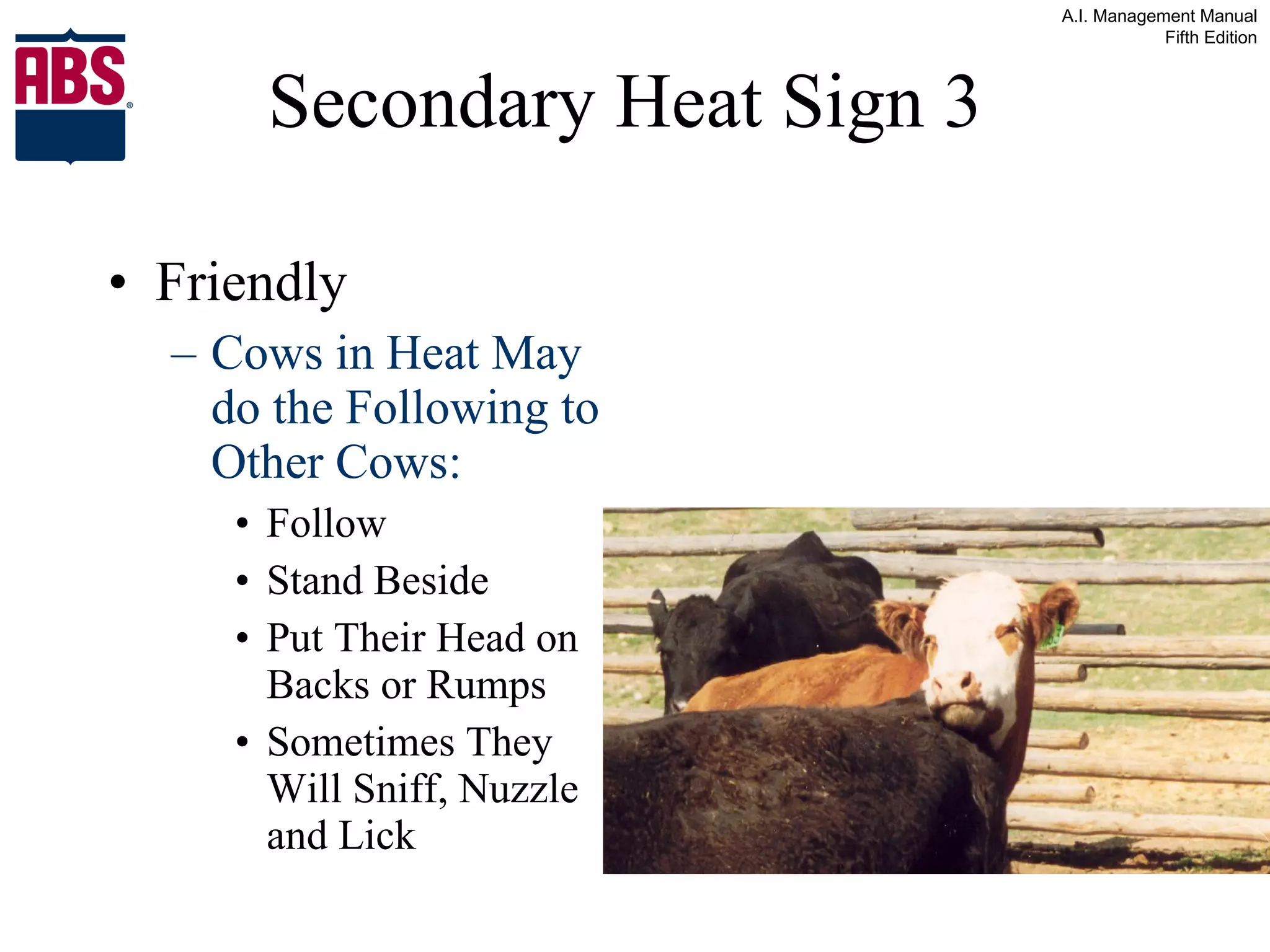 Secondary Heat Sign 3  Friendly Cows in Heat May do the Following to Other Cows: Follow Stand Beside Put Their Head on Backs or Rumps Sometimes They Will Sniff, Nuzzle and Lick 