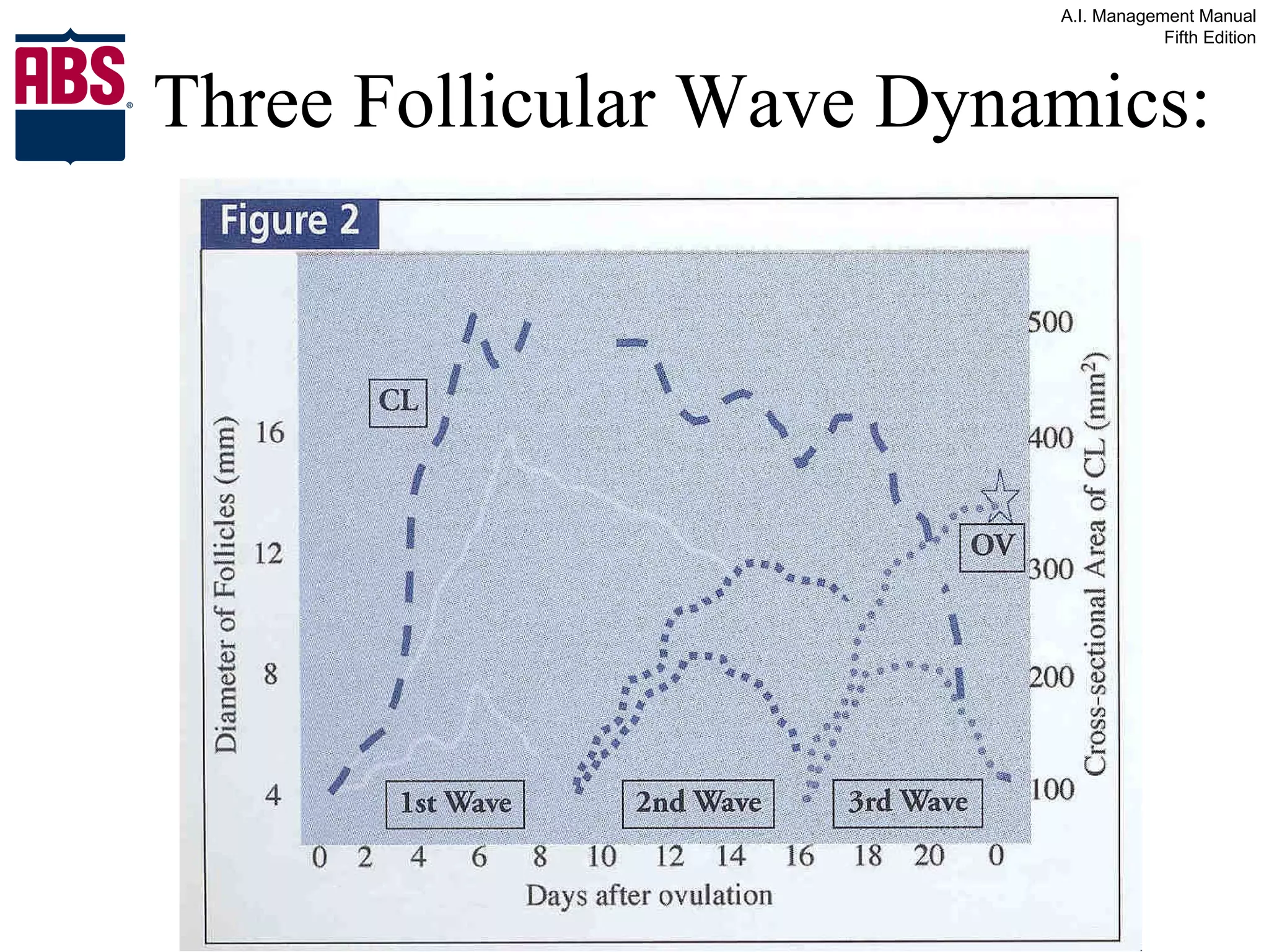 Three Follicular Wave Dynamics: 