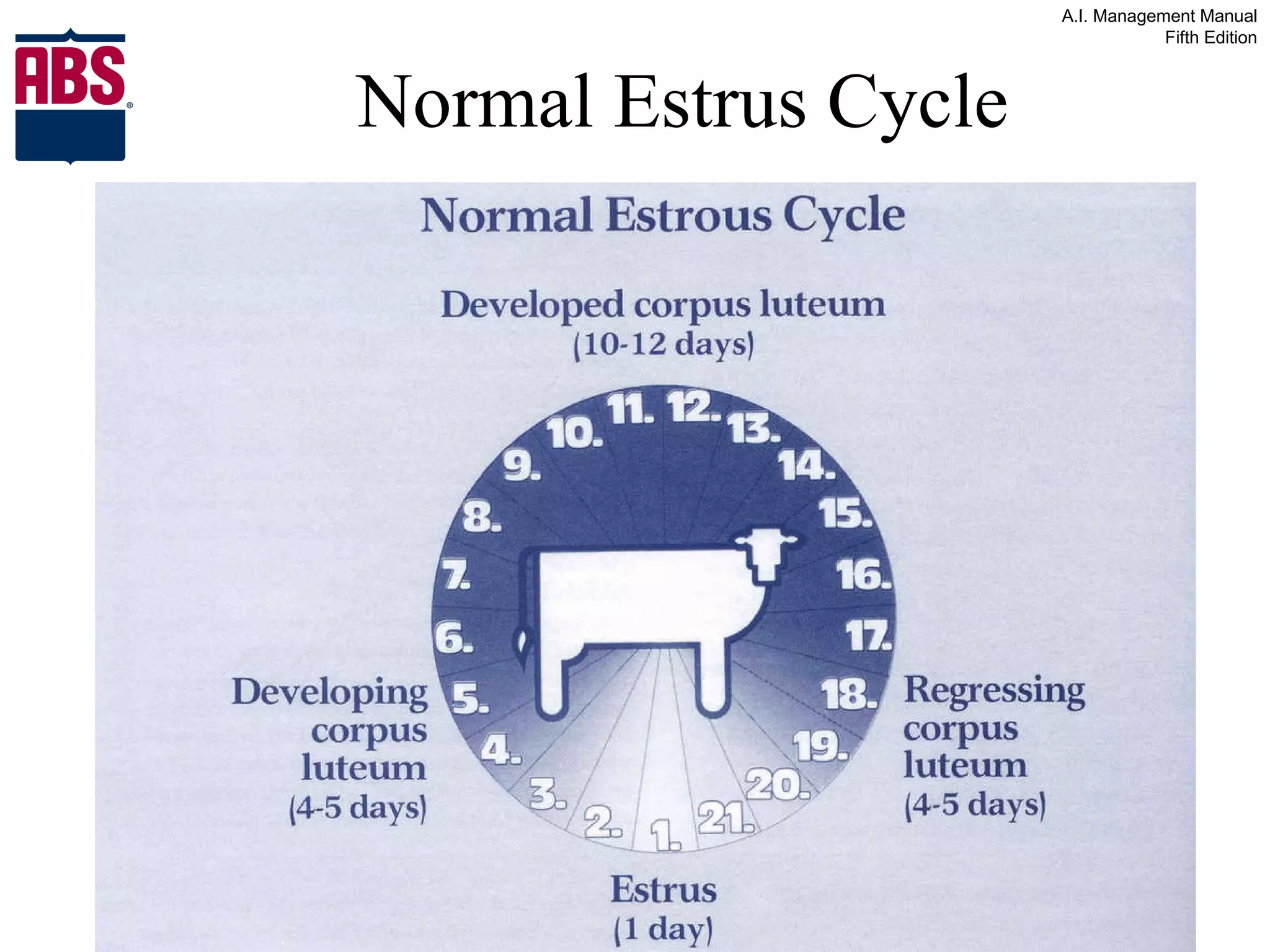 Normal Estrus Cycle 