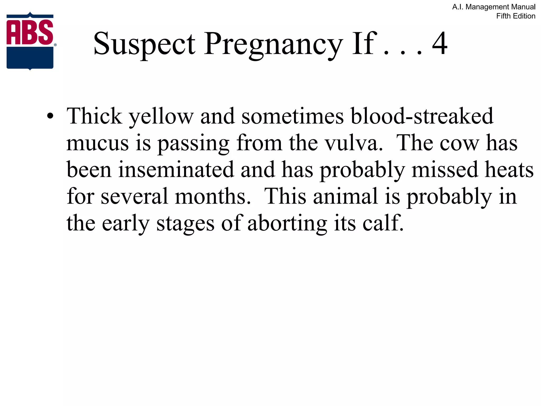 Suspect Pregnancy If . . . 4 Thick yellow and sometimes blood-streaked mucus is passing from the vulva.  The cow has been inseminated and has probably missed heats for several months.  This animal is probably in the early stages of aborting its calf. 