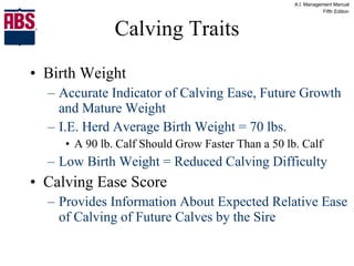 Calving Traits Birth Weight Accurate Indicator of Calving Ease, Future Growth and Mature Weight I.E. Herd Average Birth Weight = 70 lbs. A 90 lb. Calf Should Grow Faster Than a 50 lb. Calf Low Birth Weight = Reduced Calving Difficulty Calving Ease Score Provides Information About Expected Relative Ease of Calving of Future Calves by the Sire 