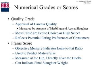 Numerical Grades or Scores Quality Grade Appraisal of Carcass Quality Measured by Amount of Marbling and Age at Slaughter Most Cattle are Fed to Choice or High Select Reflects Potential Eating Preferences of Consumers Frame Score Objective Measure Indicates Lean-to-Fat Ratio Used to Predict Mature Size Measured at the Hip, Directly Over the Hooks Can Indicate Final Slaughter Weight 