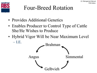 Four-Breed Rotation Provides Additional Genetics Enables Producer to Control Type of Cattle She/He Wishes to Produce Hybrid Vigor Will be Near Maximum Level I.E. Brahman Angus Gelbvieh Simmental 