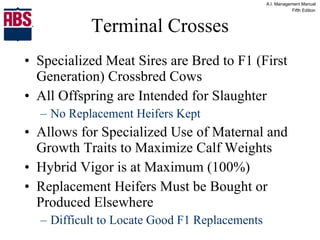 Terminal Crosses Specialized Meat Sires are Bred to F1 (First Generation) Crossbred Cows All Offspring are Intended for Slaughter No Replacement Heifers Kept Allows for Specialized Use of Maternal and Growth Traits to Maximize Calf Weights Hybrid Vigor is at Maximum (100%) Replacement Heifers Must be Bought or Produced Elsewhere Difficult to Locate Good F1 Replacements 