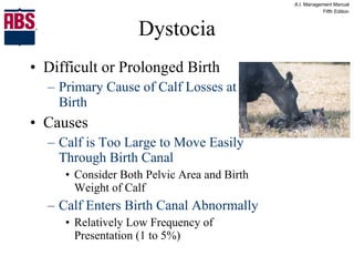 Dystocia Difficult or Prolonged Birth Primary Cause of Calf Losses at Birth Causes Calf is Too Large to Move Easily Through Birth Canal Consider Both Pelvic Area and Birth Weight of Calf Calf Enters Birth Canal Abnormally Relatively Low Frequency of Presentation (1 to 5%) 