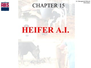 CHAPTER   15 HEIFER A.I. 