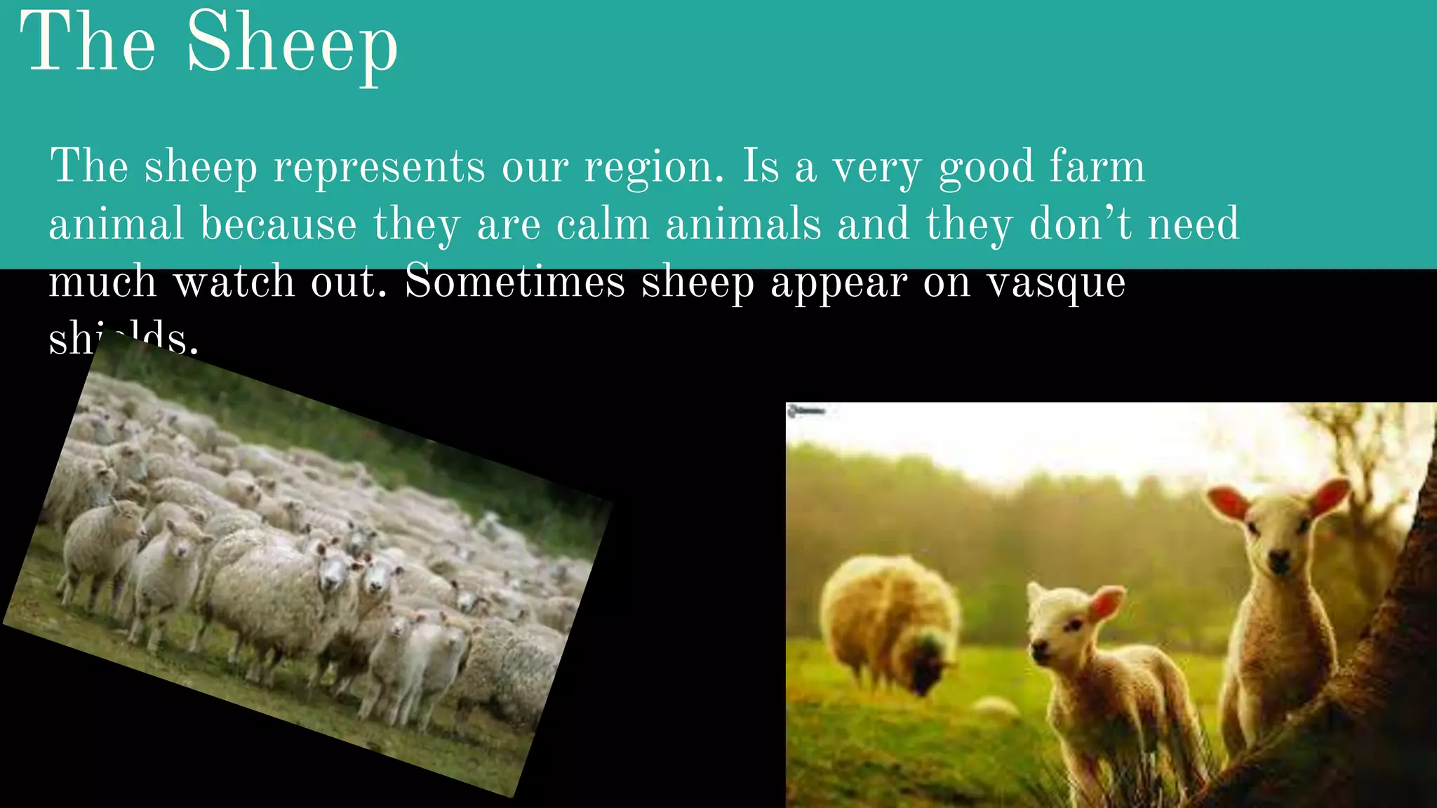 The Sheep
The sheep represents our region. Is a very good farm
animal because they are calm animals and they don’t need
much watch out. Sometimes sheep appear on vasque
shields.
 