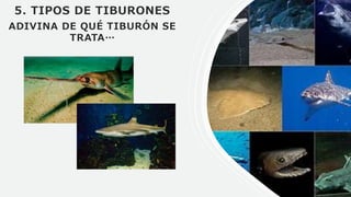 5. TIPOS DE TIBURONES
ADIVINA DE QUÉ TIBURÓN SE
TRATA…
 