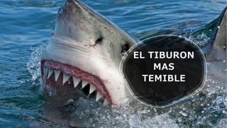 EL TIBURON
MAS
TEMIBLE
 