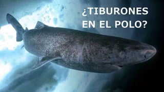 ¿TIBURONES
EN EL POLO?
 