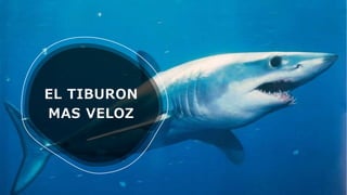 EL TIBURON
MAS VELOZ
 