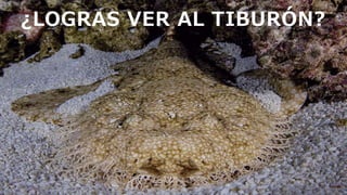 ¿LOGRAS
VER AL
TIBURÓN?
¿LOGRAS VER AL TIBURÓN?
 