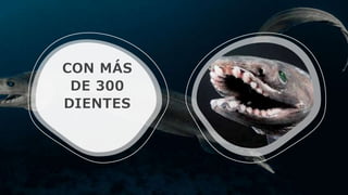 CON MÁS
DE 300
DIENTES
 