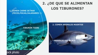 2. ¿DE QUE SE ALIMENTAN
LOS TIBURONES?
1. COMEN CARNE DE MAR
(PECES,FOCAS,CALAMARES…)
TIBURÓN TIGRE
2. COMEN ANIMALES MUERTOS
MARRAJO DEL NORTE
 