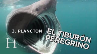 3. PLANCTON
 