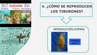 4. ¿CÓMO SE REPRODUCEN
LOS TIBURONES?
REPRODUCCIÓN OVÍPARA
TIBURÓN
GATO
 