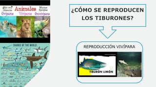 ¿CÓMO SE REPRODUCEN
LOS TIBURONES?
REPRODUCCIÓN VIVÍPARA
 