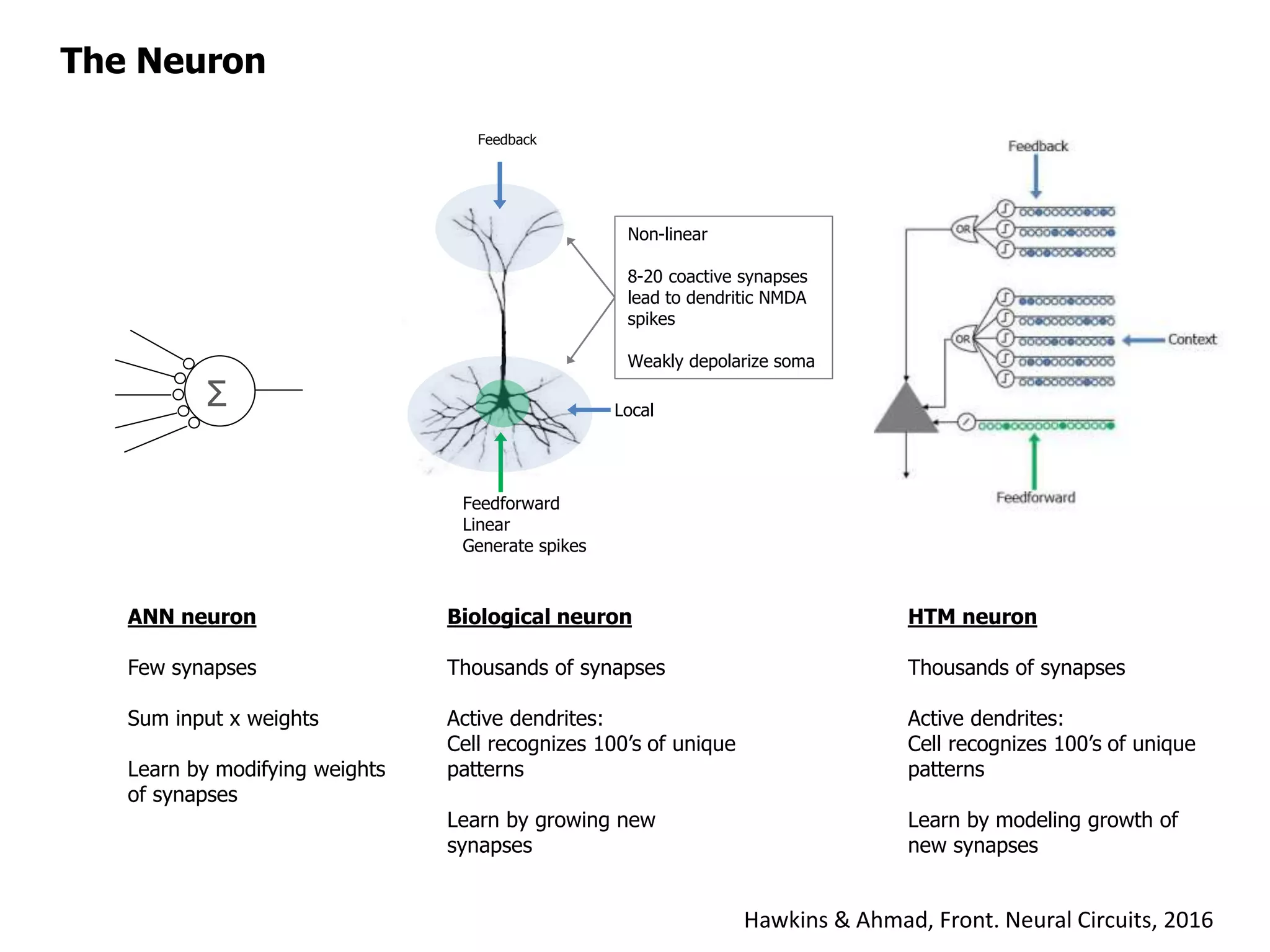 The Neuron
Σ
ANN neuron
Few synapses
Sum input x weights
Learn by modifying weights
of synapses
HTM neuron
Thousands of synapses
Active dendrites:
Cell recognizes 100’s of unique
patterns
Learn by modeling growth of
new synapses
Biological neuron
Thousands of synapses
Active dendrites:
Cell recognizes 100’s of unique
patterns
Learn by growing new
synapses
Feedback
Local
Feedforward
Linear
Generate spikes
Non-linear
8-20 coactive synapses
lead to dendritic NMDA
spikes
Weakly depolarize soma
Hawkins & Ahmad, Front. Neural Circuits, 2016
 