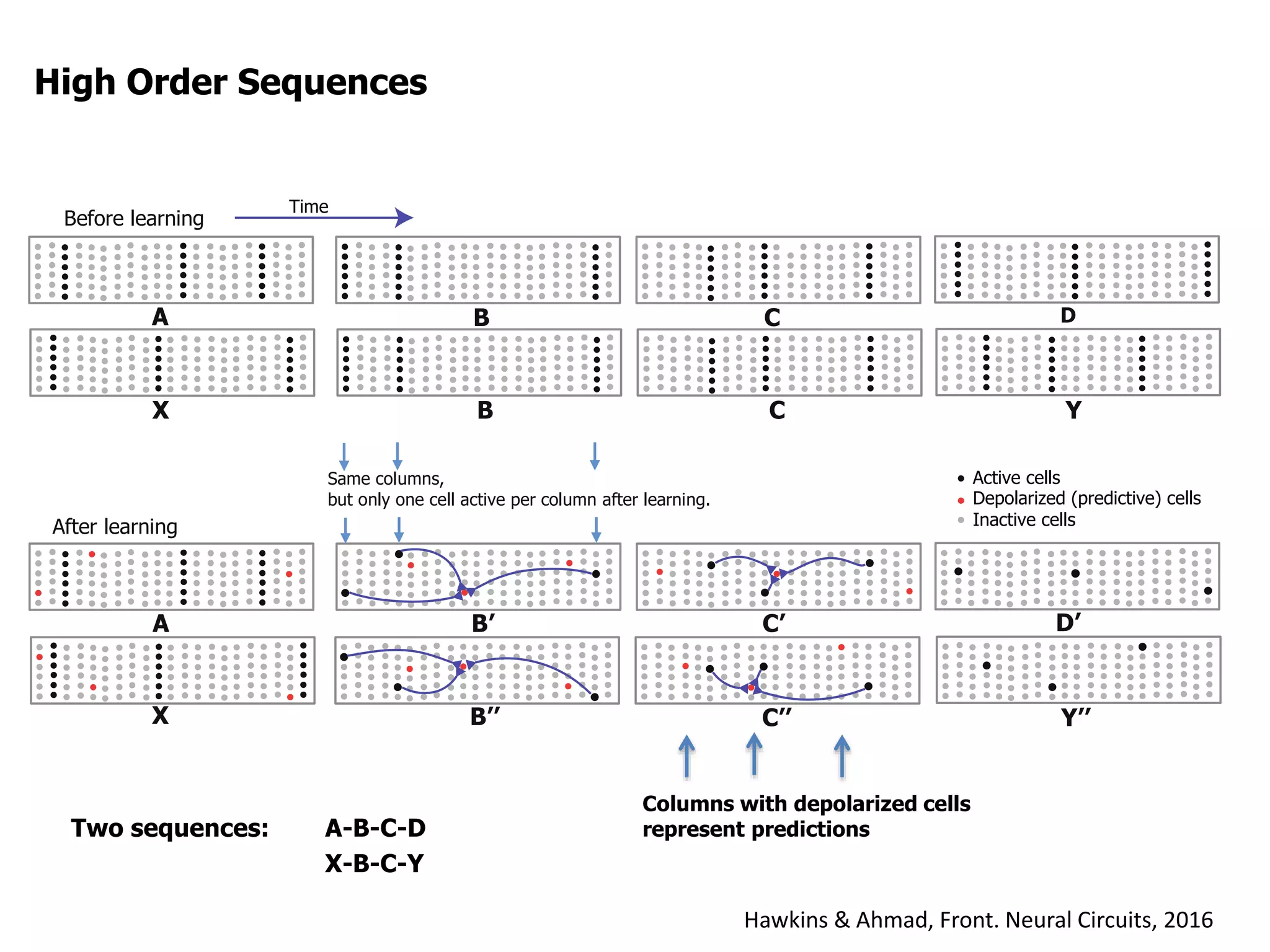 High Order Sequences
Two sequences: A-B-C-D
X-B-C-Y
X
A B
B
C
C
D
Y
Before learning
X B’’ C’’
D’
Y’’
After learning
A B’ C’
Same columns,
but only one cell active per column after learning.
Active cells
Depolarized (predictive) cells
Inactive cells
Time
X
A B
B
C
C
D
Y
Before learning
X B’’ C’’
D’
Y’’
After learning
A B’ C’
Same columns,
but only one cell active per column after learning.
Active cells
Depolarized (predictive) cells
Inactive cells
Time
Hawkins & Ahmad, Front. Neural Circuits, 2016
Columns with depolarized cells
represent predictions
 