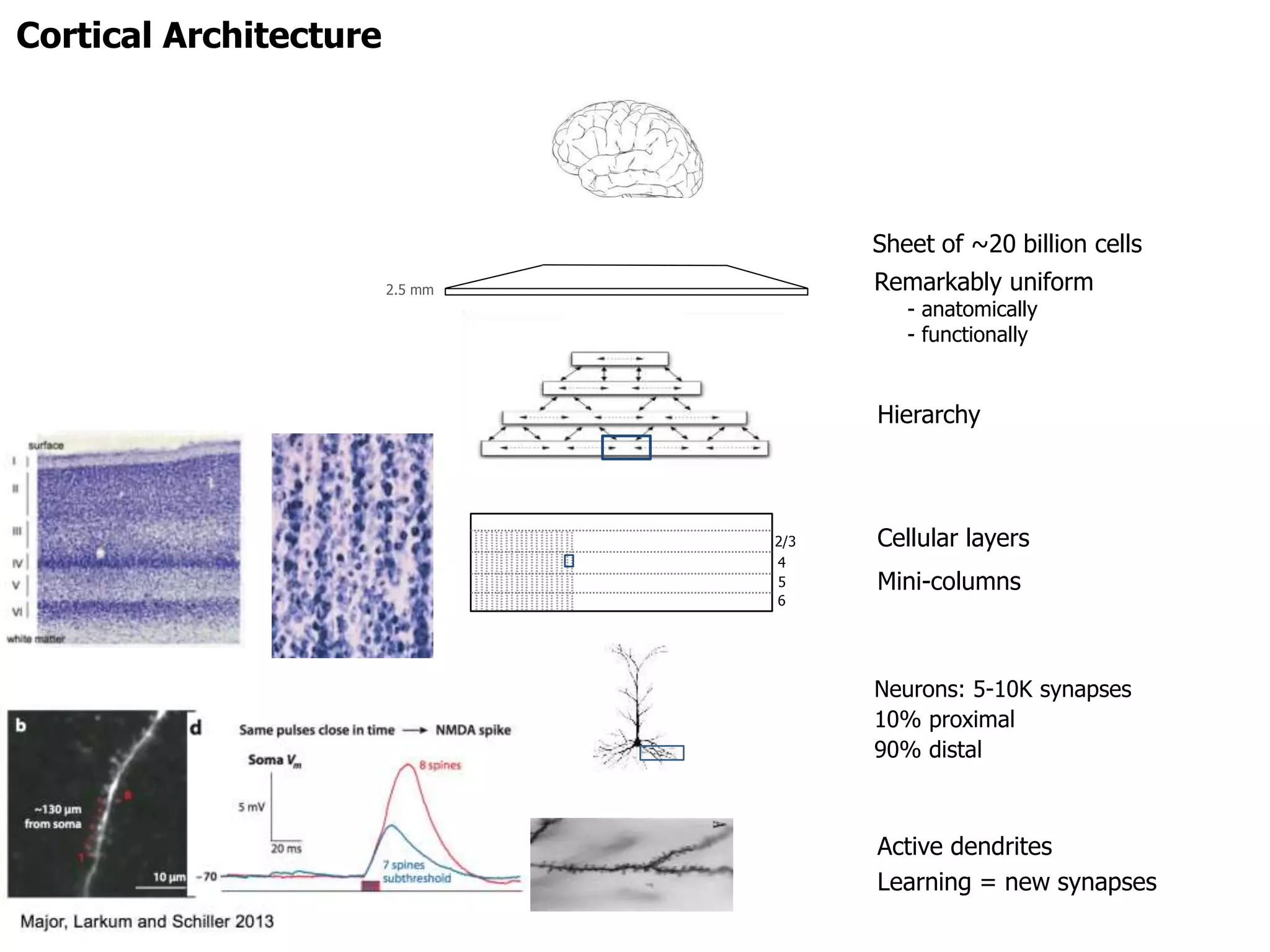 Cortical Architecture
Hierarchy
Cellular layers
Mini-columns
Neurons: 5-10K synapses
10% proximal
90% distal
Active dendrites
Learning = new synapses
Remarkably uniform
- anatomically
- functionally
2.5 mm
2/3
4
6
5
Sheet of ~20 billion cells
 