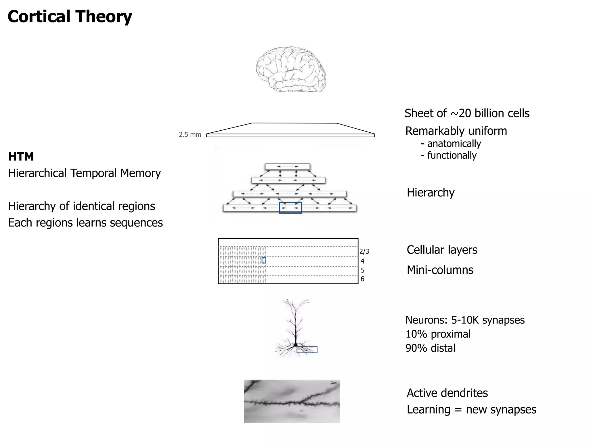 Cortical Theory
Hierarchy
Cellular layers
Mini-columns
Neurons: 5-10K synapses
10% proximal
90% distal
Active dendrites
Learning = new synapses
Remarkably uniform
- anatomically
- functionally
2.5 mm
Sheet of ~20 billion cells
2/3
4
6
5
HTM
Hierarchical Temporal Memory
Hierarchy of identical regions
Each regions learns sequences
 