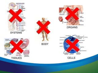 BODY
SYSTEMS
ORGANS
TISSUES CELLS
 