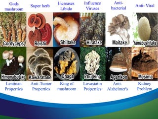Gods
mushroom
Super herb
Increases
Libido
Influence
Viruses
Anti-
bacterial
Anti- Viral
Lentinan
Properties
Anti-Tumor
Properties
King of
mushroom
Lovastatin
Properties
Anti-
Alzheimer's
Kidney
Problem
 