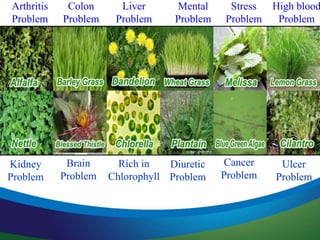 12 Herbs & Specialty Nutrients
Siberian Eleuthero
Inositol
Choline (as Choline Bitartrate)
PABA (Para Aminobenzoic Acid)
R...