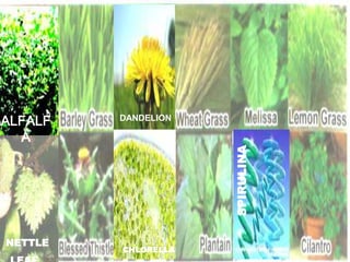 • More than 22,000 Phytho-nutrients
• 29 Vitamins, Minerals and Trace Minerals
• 12 Whole Fruit Juice Blend
• 12 Whole Vegetable Juice Blend
• 18 Amino Acids
• 14 Green Foods/Spirulina Blend
• 12 Mushrooms
• 12 Digestive Enzymes
• 12 Specialty Nutrients
• 10 Essential Fatty Acids
• 5 Anti-Aging/Anti Oxidants Enhancer
• 4 Longivity Polyphenols/Mega Resveratrol Blend
Whole Fruit Juice Blends
Whole Veggies Blends
Mushrooms
Whole Fruit Juice Blends
SPIRULINA
ALFALF
A
DANDELION
NETTLE
CHLORELLA
 