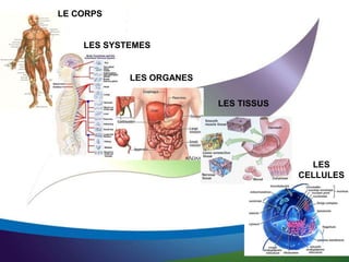 LE CORPS
LES SYSTEMES
LES ORGANES
LES TISSUS
LES
CELLULES
 